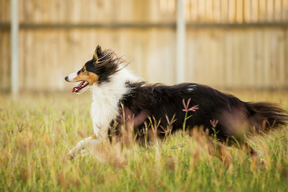 Romp