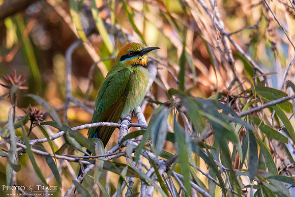 Arnhem-BeeEater