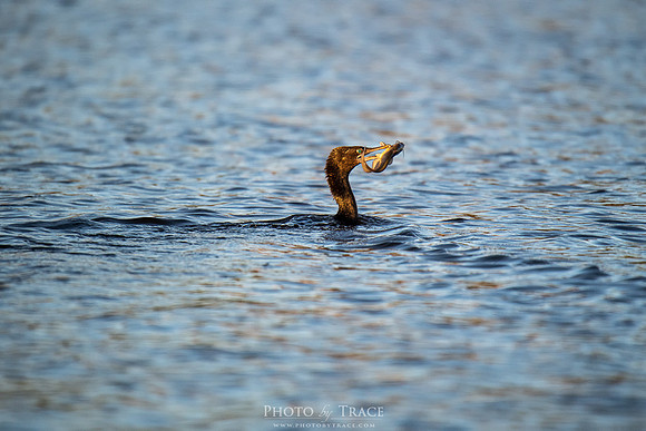 Arnhem-CormorantFish