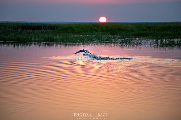 Arnhem-CormorantTakeOffSunset