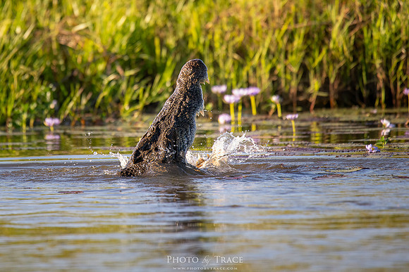Arnhem-CrocJaws