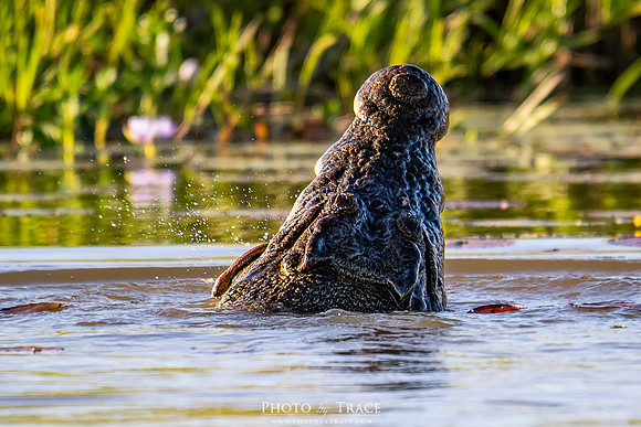 Arnhem-CrocVsSnake