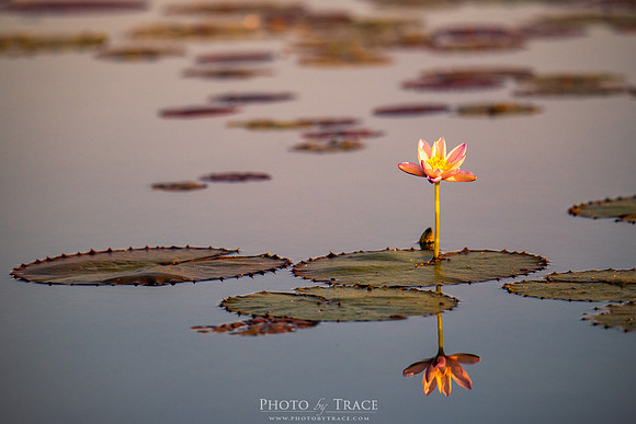 Arnhem-LillypadReflection