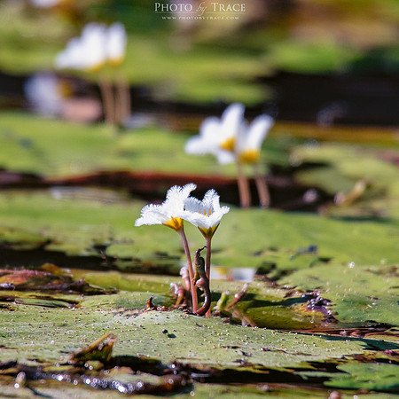 Arnhem-LittleLillies