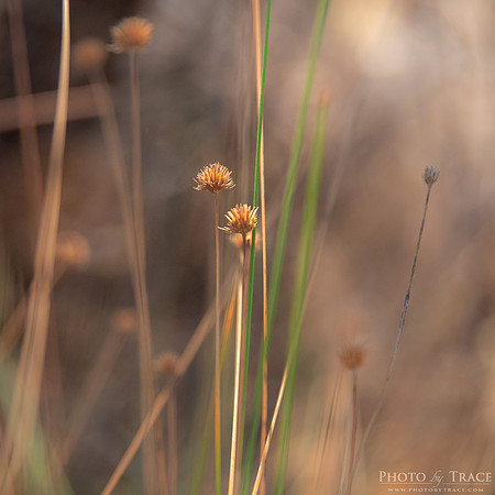 Arnhem-Reed
