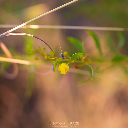Arnhem-Wattle