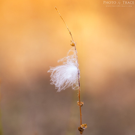 Bullo-CottonBushSeed