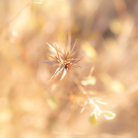 Bungles-Spikey