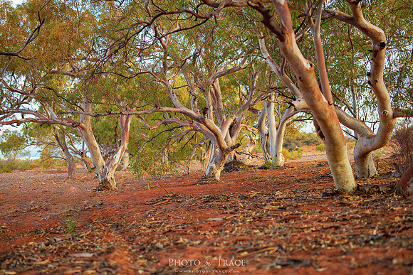 FlindersGums