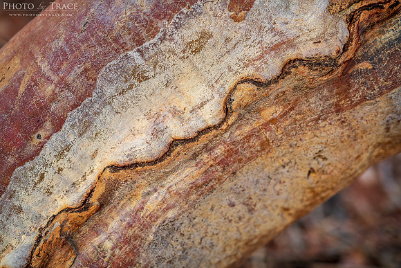 Flinders-SquigglyBark