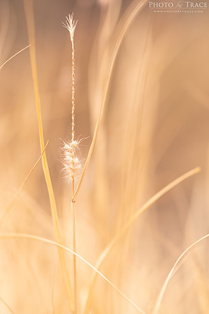 Uluru-SeededGrass