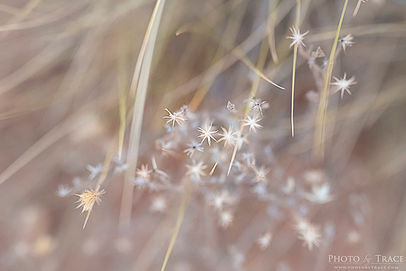 Uluru-StarGrass