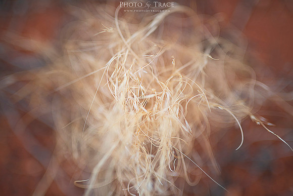 Uluru-TangledGrasses