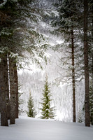 Magic Forest