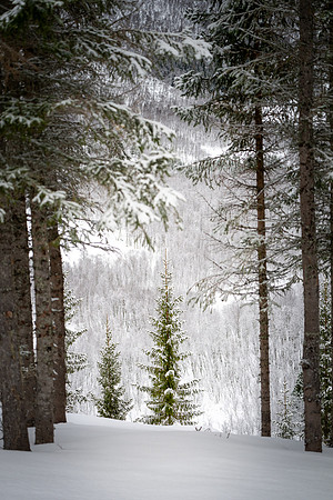 Magic Forest