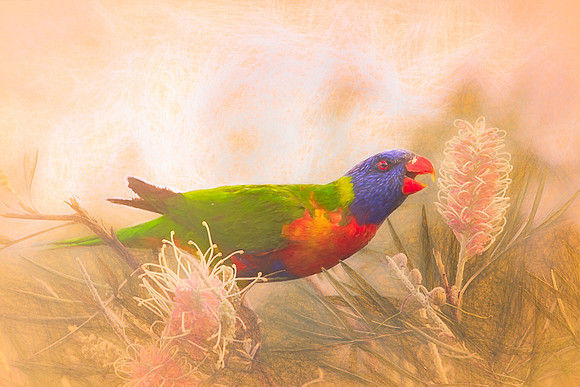 Larrikin