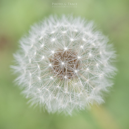 Wishful
