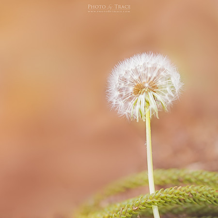 Pine Needle Wish