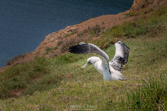 Masked Booby Fledgling