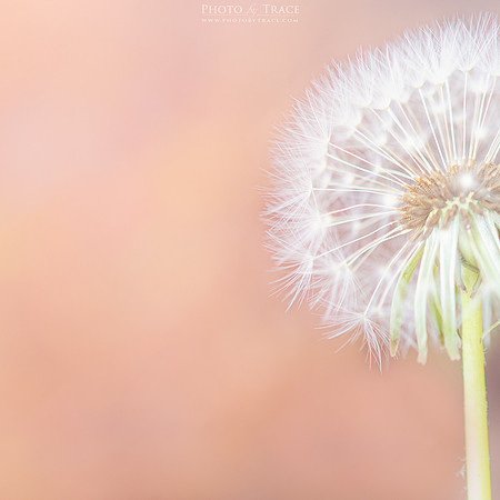 Delicate