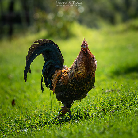 Free Ranging