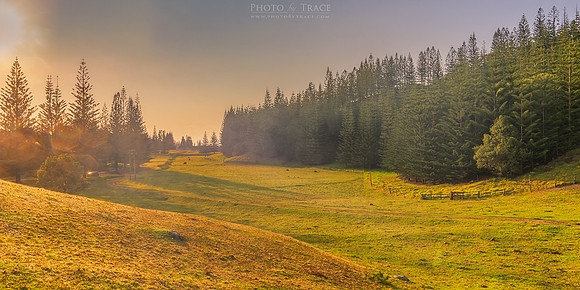 Foggy morn