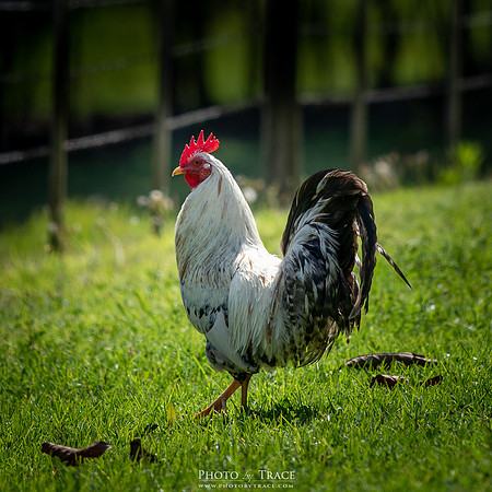 Strutting