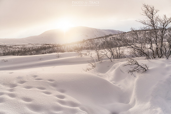 Where reindeer tread