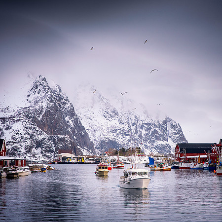 Lofoten Life