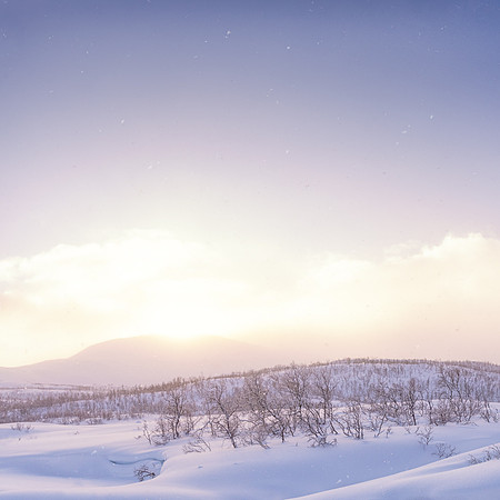 Sunlit Flurry