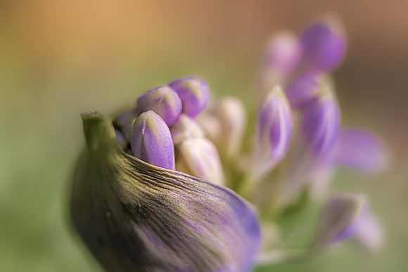Spring Forth