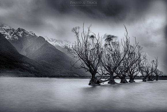 Haunted Trees