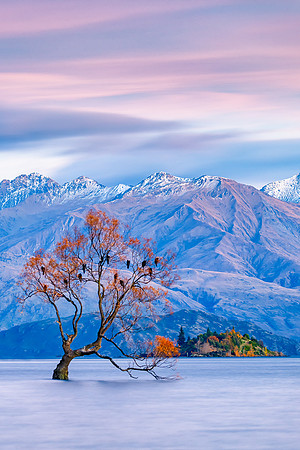 That Tree