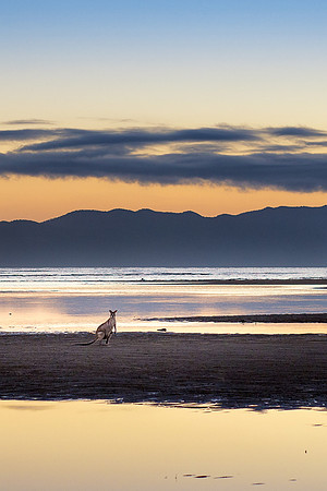 Beach Roo