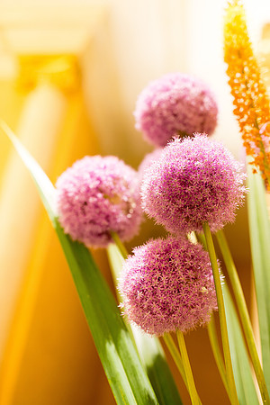Delicate