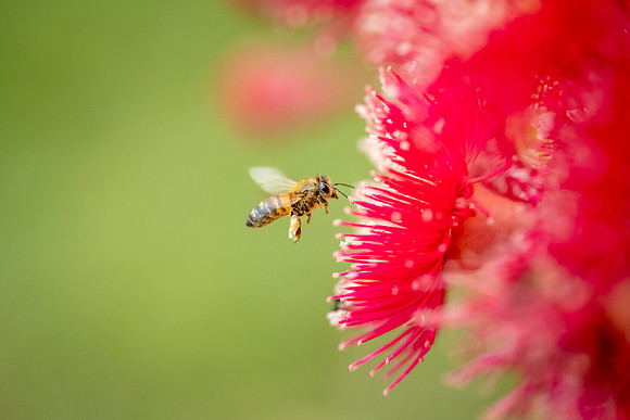 Buzz of Summer