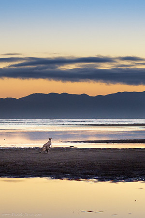 Beach Roo