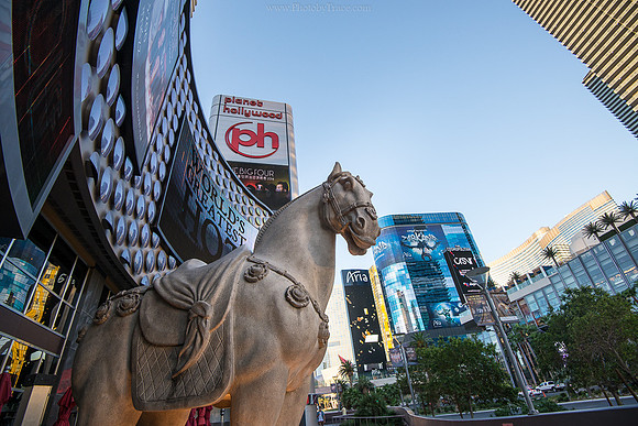 Ming's Horse