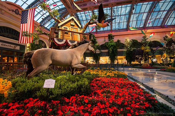 Galloping through the flowers